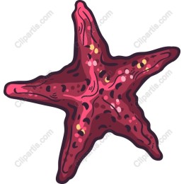 Vibrant Pink Starfish