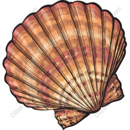Hand-Drawn Seashell
