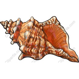 Coastal Elegance: Shell