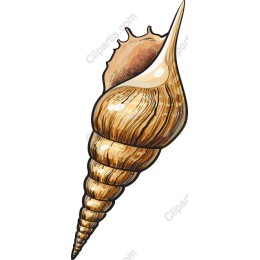 Coastal Shell