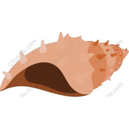 Seashell