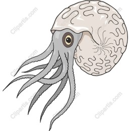 Nautilus