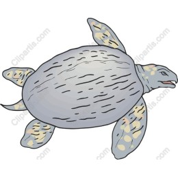 Sea Turtle
