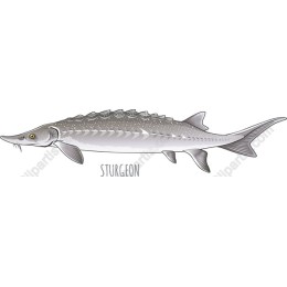 Elegant Sturgeon