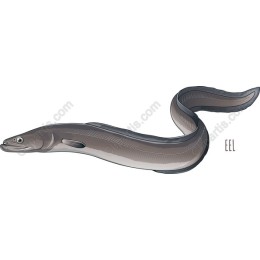 Eel