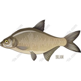 Bream Fish