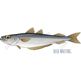 Blue Whiting