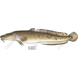 Burbot