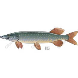 Pike
