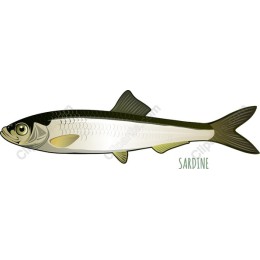 Sardine in and