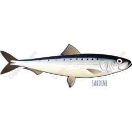 Vibrant Sardine