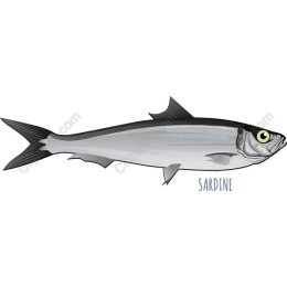 Sardine