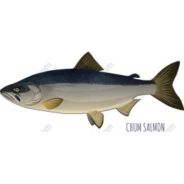 Chum Salmon