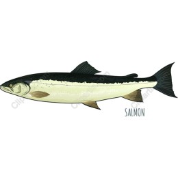 Salmon