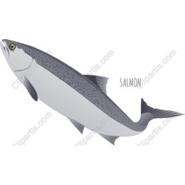 Salmon