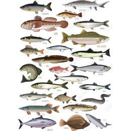 Aquatic Wonders: Premium Fish Set