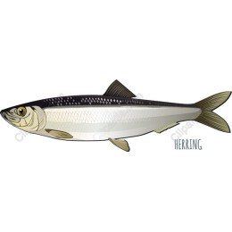 Herring