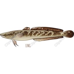 Ling Fish