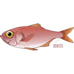 Sebastes Fish