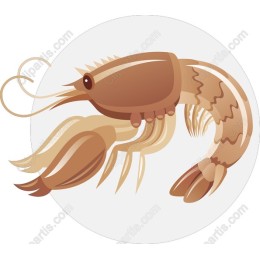 Vibrant Shrimp