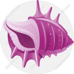 Pink Seashell