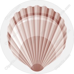 Elegant Scallop Shell