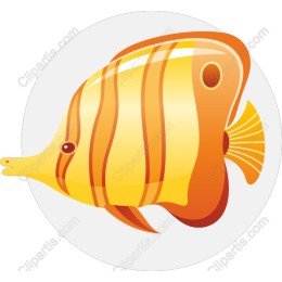 Vibrant Orange and Yellow Fish