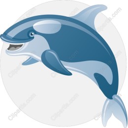 Playful Dolphin