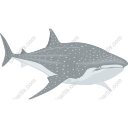Whale Shark