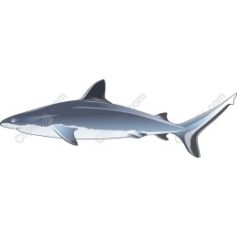 Majestic Shark