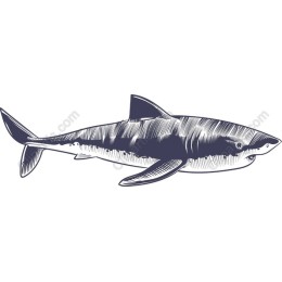 Dynamic Shark