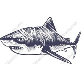 Majestic Shark