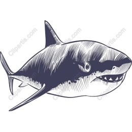 Stunning Shark