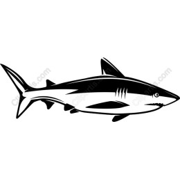 Bold Shark