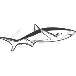 Shark