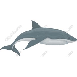 Dolphin