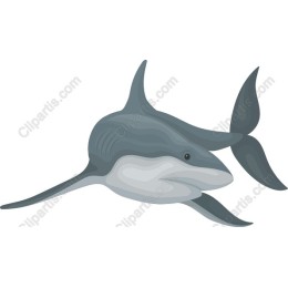 Shark in and