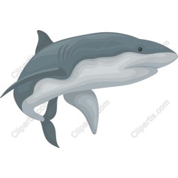 Shark