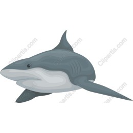 Majestic Shark