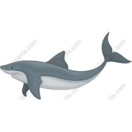 Stylish Shark