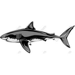 Great White Shark