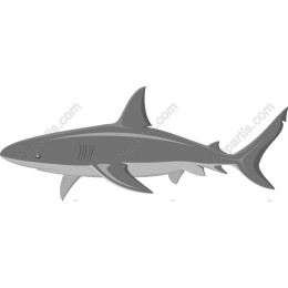 Premium Shark in and