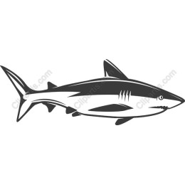 Shark in Black and White
