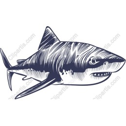 Ocean Predator Shark