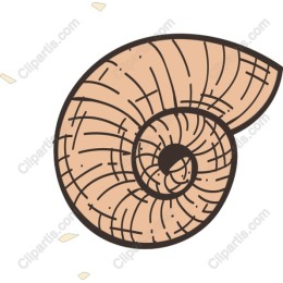 Nautilus Shell
