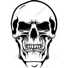 Detailed Skull