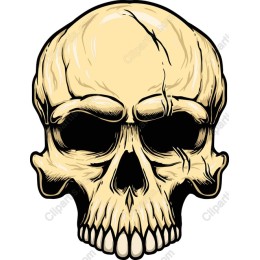 Detailed Skull