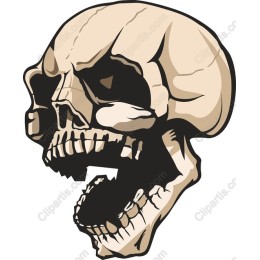 High-Quality Skull
