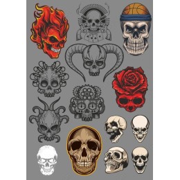 Exceptional Skull Collection