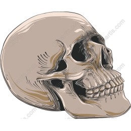 Realistic Skull in and